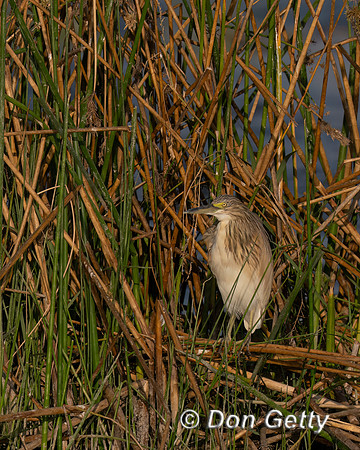 Squacco Heron