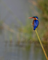 Malachite Kingfisher