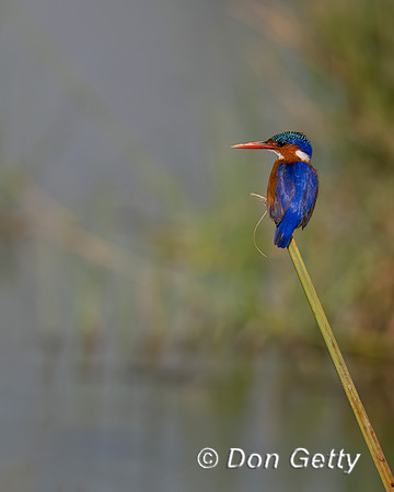 Malachite Kingfisher