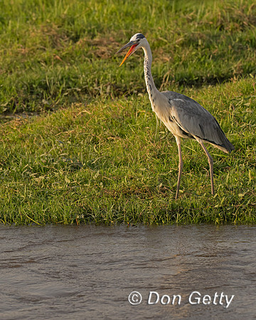 Grey Heron