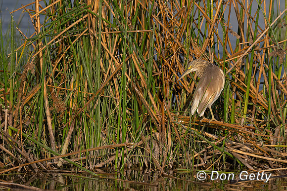 Squacco Heron