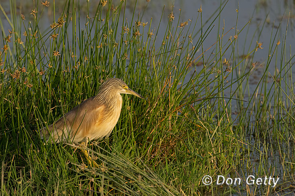 Squacco Heron
