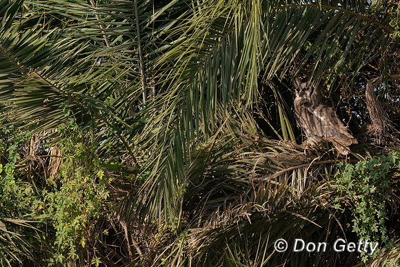 Verreaux's Eagle-Owl