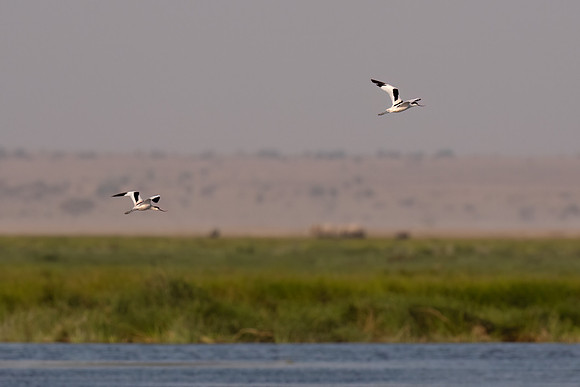 Pied Avocet