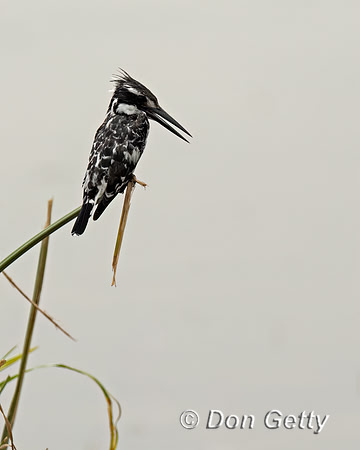 Pied Kingfisher
