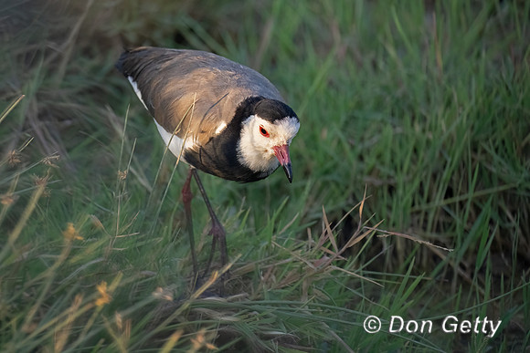 Long-toed Lapwing