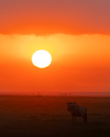 Blue Wildebeest