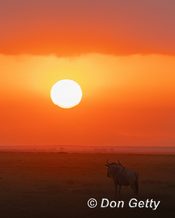 Blue Wildebeest