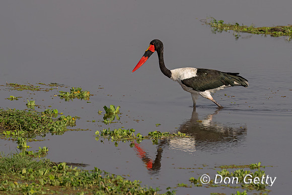Saddle-billed Stork (