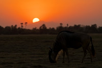 Blue Wildebeest