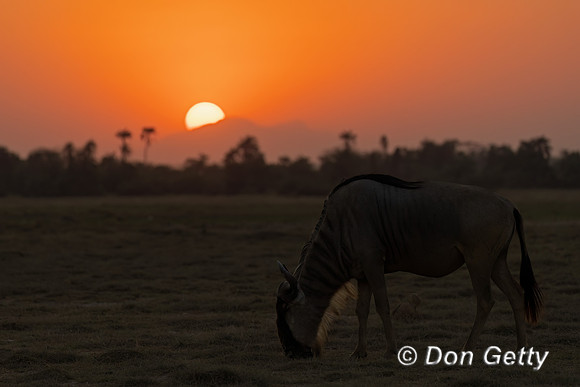 Blue Wildebeest