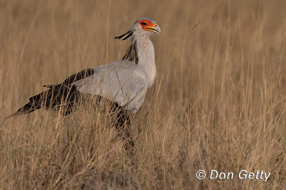 Secretary Bird