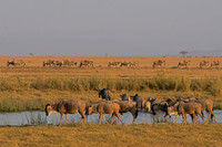 Wildebeest / Gnu