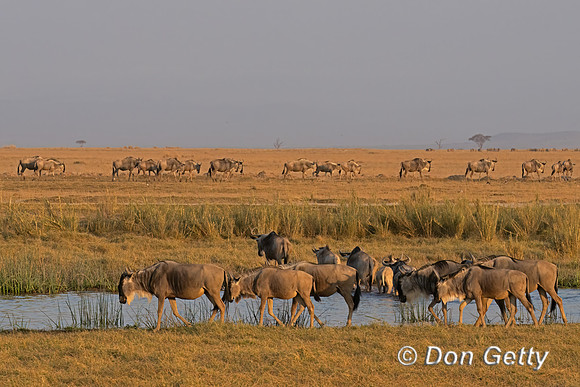 Blue Wildebeest