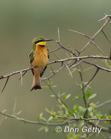 Little Bee-eater