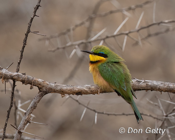 Little Bee-eater