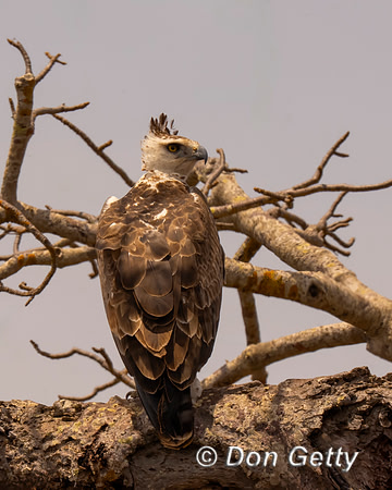 African Crowned Eagle