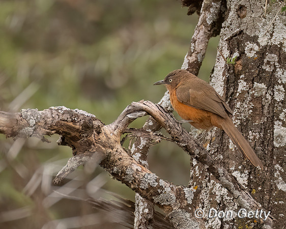 Rufous Chatterer