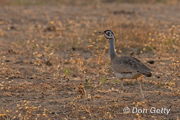 White-bellied Bustard