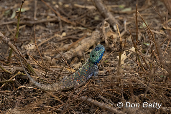 Blue-headed Tree Agama