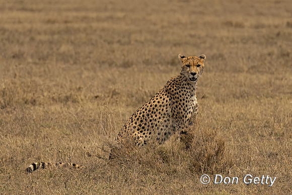 Cheetah
