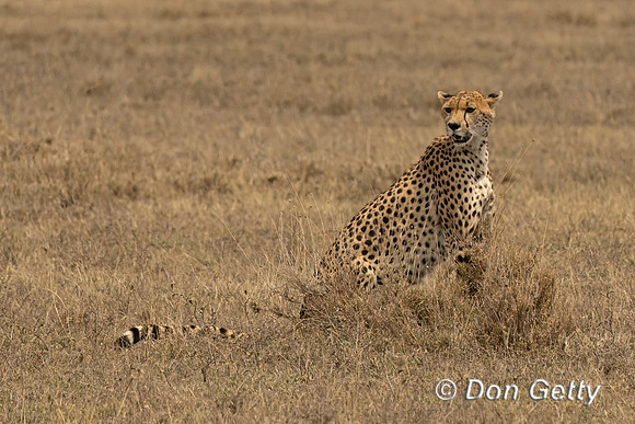 Cheetah