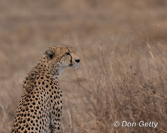Cheetah