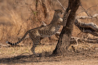 Cheetah
