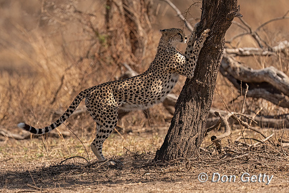 Cheetah
