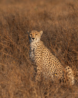 Cheetah