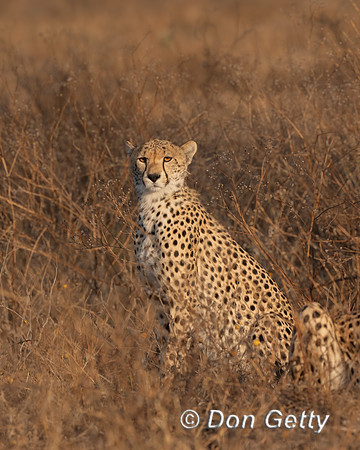 Cheetah