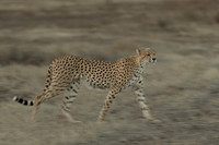 Cheetah