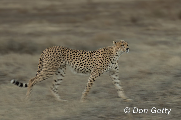 Cheetah