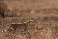 Cheetah