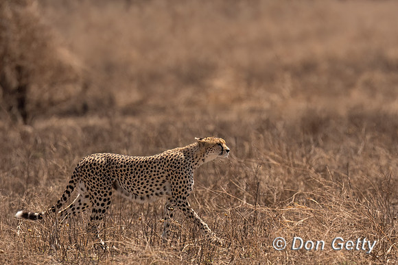Cheetah