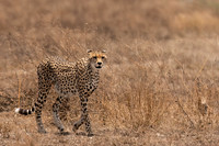 Cheetah