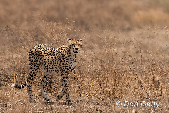 Cheetah