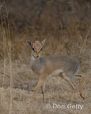 Kirk's Dik-dik