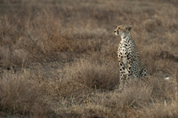 Cheetah