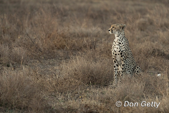 Cheetah