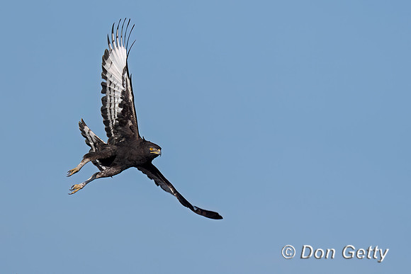 Long crested Eagle