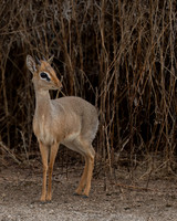 Dik-dik, Kirk's