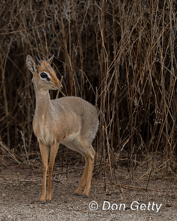Kirk's Dik-dik