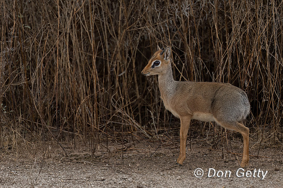 Kirk's Dik-dik