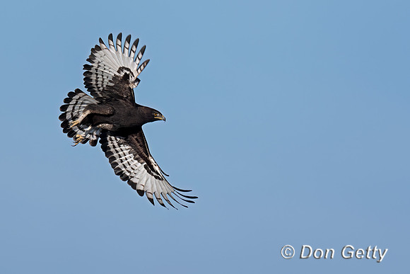 Long crested Eagle