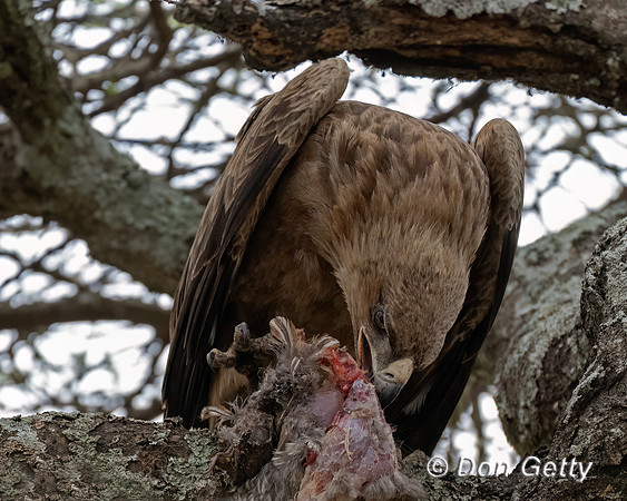 Tawny Eagle