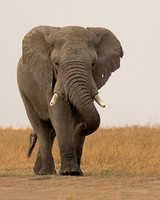 Bull Elephant