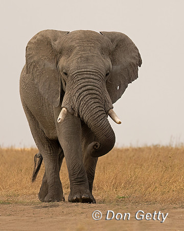 Bull Elephant