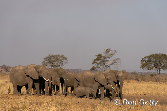 Elephant