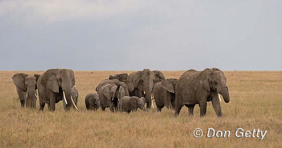Elephant